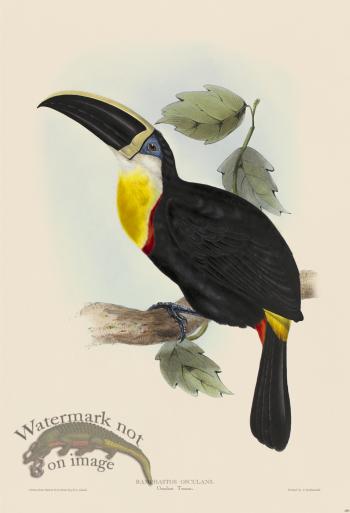 Osculant Toucan